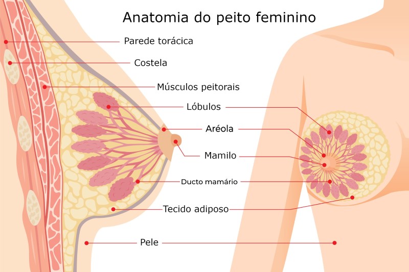 Arquivo de ooforoplastia aberta - Mastologista e Oncoginecologista